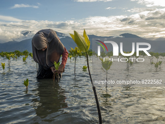 An environmental activist removes plastic waste stuck in mangrove plants at Dupa Beach, Palu City, Central Sulawesi Province, Indonesia on M...