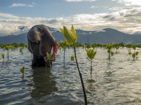 An environmental activist removes plastic waste stuck in mangrove plants at Dupa Beach, Palu City, Central Sulawesi Province, Indonesia on M...