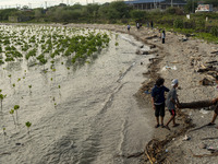 Environmental activists remove pieces of wood that fell on a mangrove plant at Dupa Beach, Palu City, Central Sulawesi Province, Indonesia o...