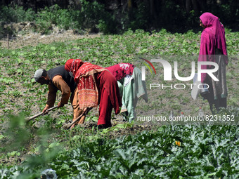Farmers work in the vegetable field in Srinagar outskirts on May 15, 2022. (