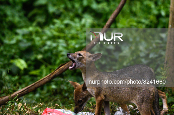 Two young golden jackals (Canis aureus) are trying to find food from a plastic bag in a forest in the evening. When they are eating they did...