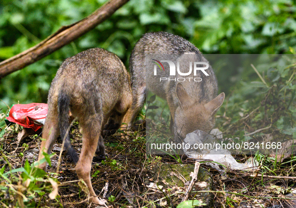 Two young golden jackals (Canis aureus) are trying to find food from a plastic bag in a forest in the evening. When they are eating they did...