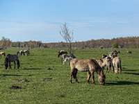 General view of the wild living Konik Polski primitive horses on the meadow is seen in Engure lake Natural Park in  Tukums district , Latvia...