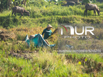 Laborers work in a paddy field on the outskirts of Ungaran, Central Java, Indonesia during a rice harvesting season on May 17, 2022. Agricul...