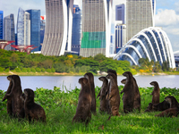 A bevy of smooth coated otters lookout to the city skyline at the Gardens by the Bay on May 17, 2022 in Singapore. Wild otters are making a...