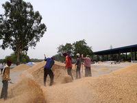 Labourers uses a shovel to separate grains of paddy rice from the husk at a wholesale grain market near Sonipat, on the outskirts of New Del...