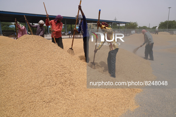 Labourers uses a shovel to separate grains of paddy rice from the husk at a wholesale grain market near Sonipat, on the outskirts of New Del...