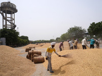 A labourer uses a broom to separate grains of paddy rice from the husk at a wholesale grain market near Sonipat, on the outskirts of New Del...