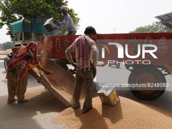 Labourers unload grains of wheat from a tractor trolley at a wholesale grain market near Sonipat, on the outskirts of New Delhi, India on Ma...