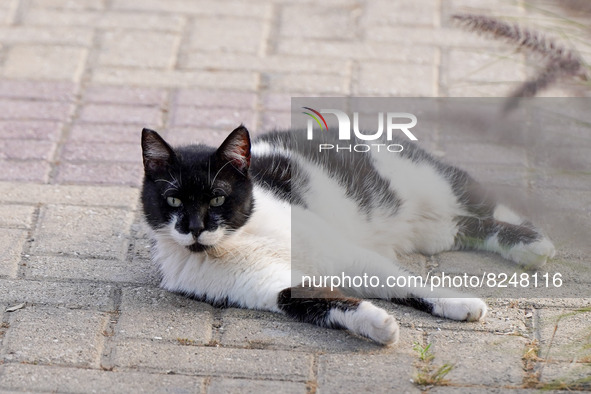 A cat relaxes in Athens on 17 May 2022. 