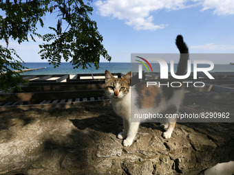A cat is seen on the beach in Odesa, Ukraine on 24 May 2022. The beach season in Odesa is usually considered open at the end of May, but in...