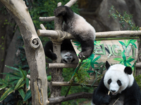 A female giant panda cub named Sheng Yi (L) forages on bamboo leaves during a naming ceremony at the National Zoo in Kuala Lumpur on May 25,...