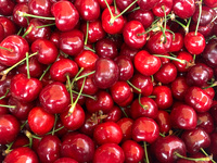 Cherries are seen on a stand in Krakow, Poland on May 24, 2022. (