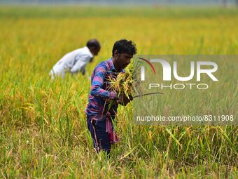 Farmer works in a paddy in a field at Rupohi village in Nagaon District of Assam ,India on May 28,2022. (