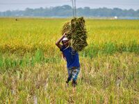 Farmer carries harvested paddy in a field at Rupohi village in Nagaon District of Assam , India on May 28,2022. (