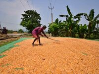 A farmer spreads maize grain to dyr in a field in Morigaon District of Assam,India on May 29,2022. (