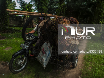 A worker is seen loading palm oil fruit onto a pedicab during harvesting time at a plantation in Bandar Khalipah, Percut Sei Tuan, North Sum...