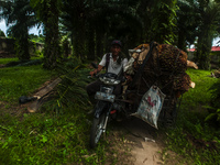 A worker is seen loading palm oil fruit onto a pedicab during harvesting time at a plantation in Bandar Khalipah, Percut Sei Tuan, North Sum...