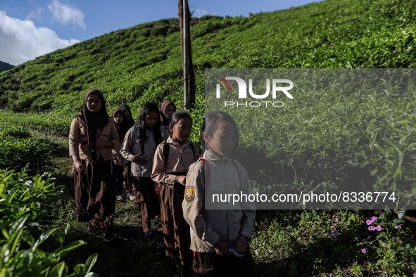 Students walking to school through the tea plantations in Tugu Utara Village, Regency Bogor, West Java province, Indonesia on 2 June, 2022. 