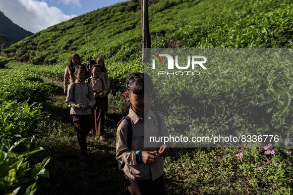 Students walking to school through the tea plantations in Tugu Utara Village, Regency Bogor, West Java province, Indonesia on 2 June, 2022. 