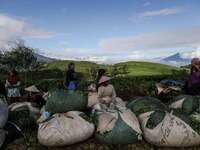 Farmers gather to weigh the plucked tea at a tea plantation in Tugu Utara Village, Regency Bogor, West Java province, Indonesia on 2 June, 2...