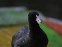 
A view of a coot on a trajinera on Lake Los Reyes in Tláhuac, Mexico City, where a group of people took part in a trajinera ride to commem...