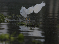 A view of a white heron at Lake Los Reyes in Tláhuac, Mexico City, where a group of people took part in a boat ride to commemorate World Env...