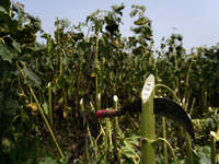 A farm worker's sickle rests on a harvested sunflower produce at a farm in Shahbad, Haryana, India on Tuesday, June 7, 2022. India has allow...