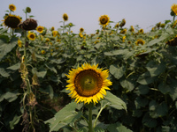 Sunflowers bloom in a field before being harvested for seeds at a farm in Shahbad, Haryana, India on Tuesday, June 7, 2022. India has allowe...