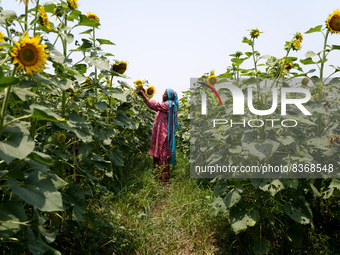 A farm labourer inspects sunflower crop at a farm in Shahbad, Haryana, India on Tuesday, June 7, 2022. India has allowed tax cuts on some ed...