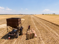 Syrian farmers pack wheat bags during the harvest season in Binnish near Idlib in northwestern Syria (