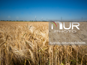 A field of wheat is seen in Wesseling near Cologne, Germany on June 15, 2022 as Global prices for wheat soar。 (
