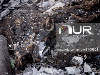 Burned horses are seen in a bombarded and burned stable in a village of Hostomel, near Kiev, Ukraine on June 15, 2022. At the beginning of R...