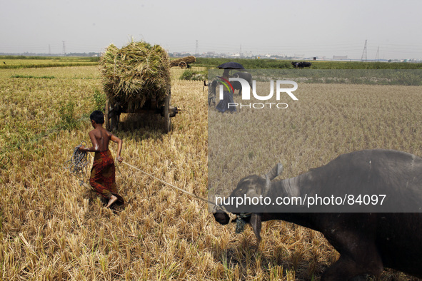 Now is Aus season in Bangladesh.Farmers are busy with collecting rice from field at Asulia near Dhaka.
The dominant food crop of Bangladesh...