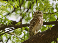 Spotted Owlet (Athene brama) in Agra, Uttar Pradesh, India, on May 05, 2022. (