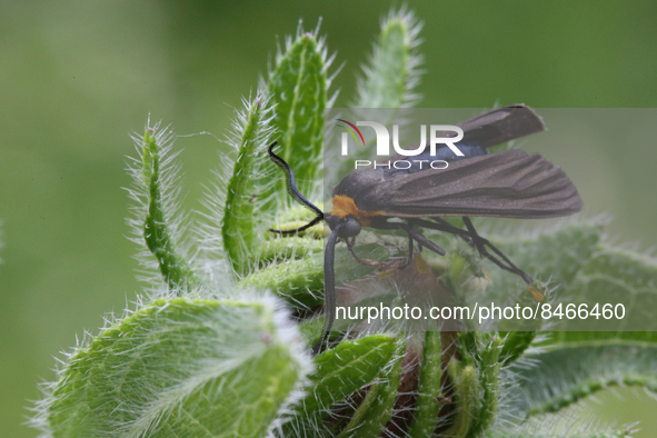 Virginia Ctenucha Moth (Ctenucha virginica) in Markham, Ontario, Canada, on June 26, 2022. 