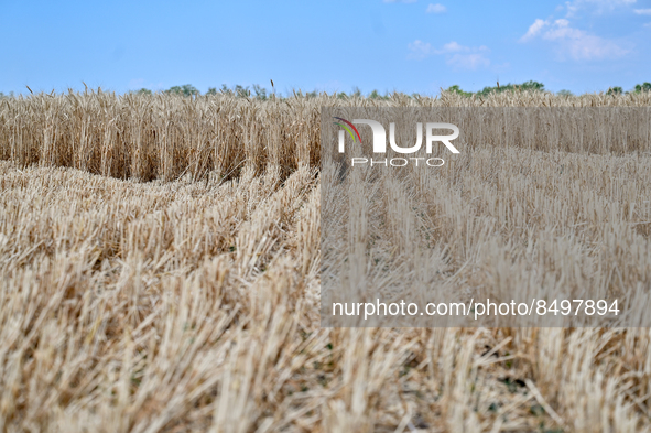 ZAPORIZHZHIA REGION, UKRAINE - JULY 05, 2022 - Due to the ongoing hostilities, grains are harvested only on the territory of the Zaporizhzhi...