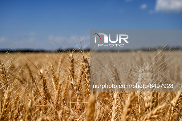 ZAPORIZHZHIA REGION, UKRAINE - JULY 05, 2022 - Wheat spikelets are seen in the field against the blue sky during the grain harvesting. Due t...
