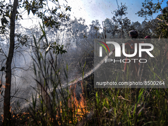 Firefighters are extinguishing forest and land fires in Pulau Semambu Village, Ogan Ilir Regency, South Sumatra on Thursday, July 7, 2022. (