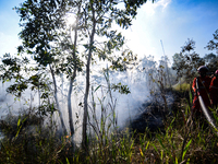Firefighters are extinguishing forest and land fires in Pulau Semambu Village, Ogan Ilir Regency, South Sumatra on Thursday, July 7, 2022. (
