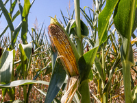A mais cob ruined by drought. Prolonged water shortages have caused damage to farmers by drying out the corn fields that are most exposed to...