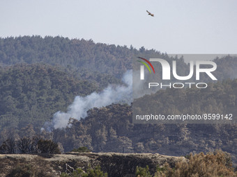 Smoke in the forest  while a vulture is flying over the forest. Wildfires in Greece as a heatwave is going on. Dadia National Park is burnin...