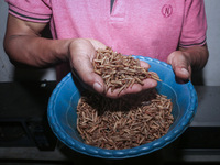 
Ilham (29 years) show maggot from kitchen waste and organic waste in Siliragung village, Banyuwangi, East Java, Indonesia, on August 1, 20...