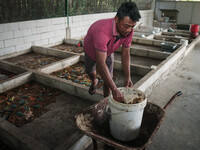 Ilham (29  years) feeds maggot from kitchen waste and organic waste in Siliragung village, Banyuwangi, East Java, Indonesia, on August 1, 20...
