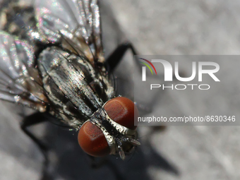 House fly (Musca domestica) in Toronto Ontario, Canada, on August 05, 2022. (