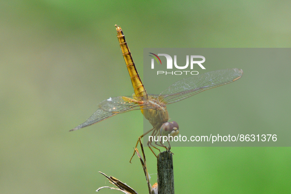 A dragonfly sits on a branch at a park in Guwahati ,india on August 6,2022. 