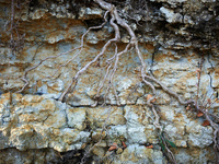 A tree roots are seen on the riverbank of the Garonne river, normally, the roots are under the water. Due to the drought, the Garonne river...