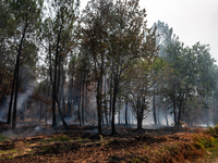 Forest fire around the town of Hostens, France, on August 10, 2022. Wildfires tore through the Gironde region of southwestern France. Many v...