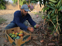 A Palestinian farmer picks Mango at a farm during the harvest season in the center of Gaza strip, on August 11 , 2022. 
 (
