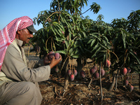 A Palestinian farmer picks Mango at a farm during the harvest season in the center of Gaza strip, on August 11 , 2022. 
 (